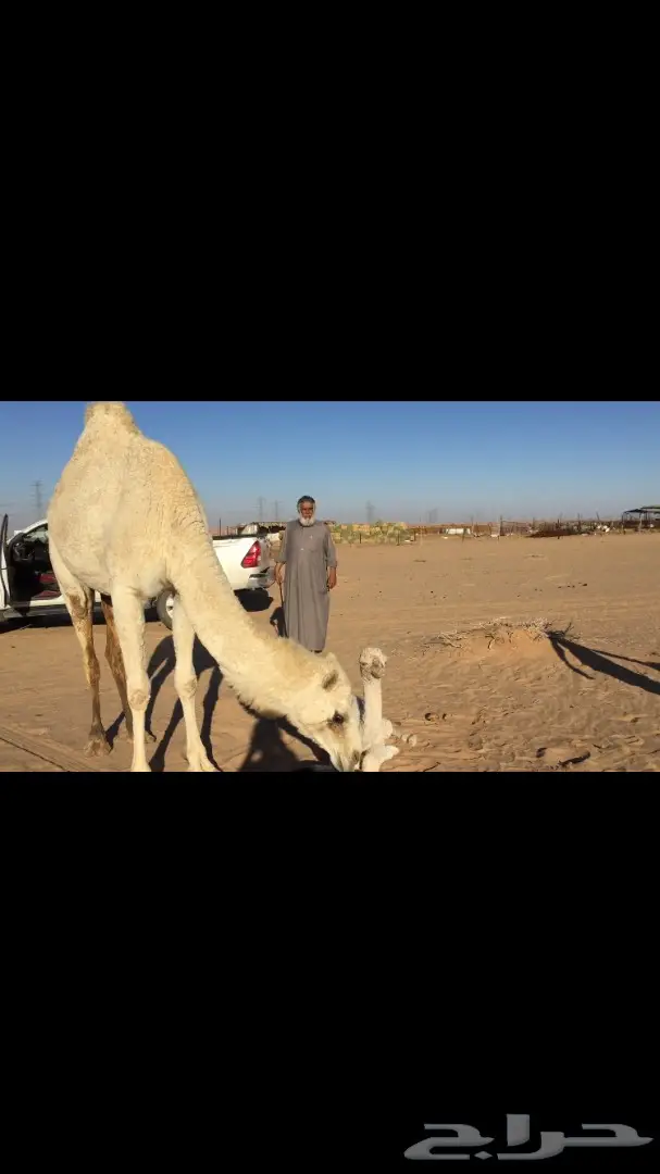 ابل خلفات للبيع اباكير