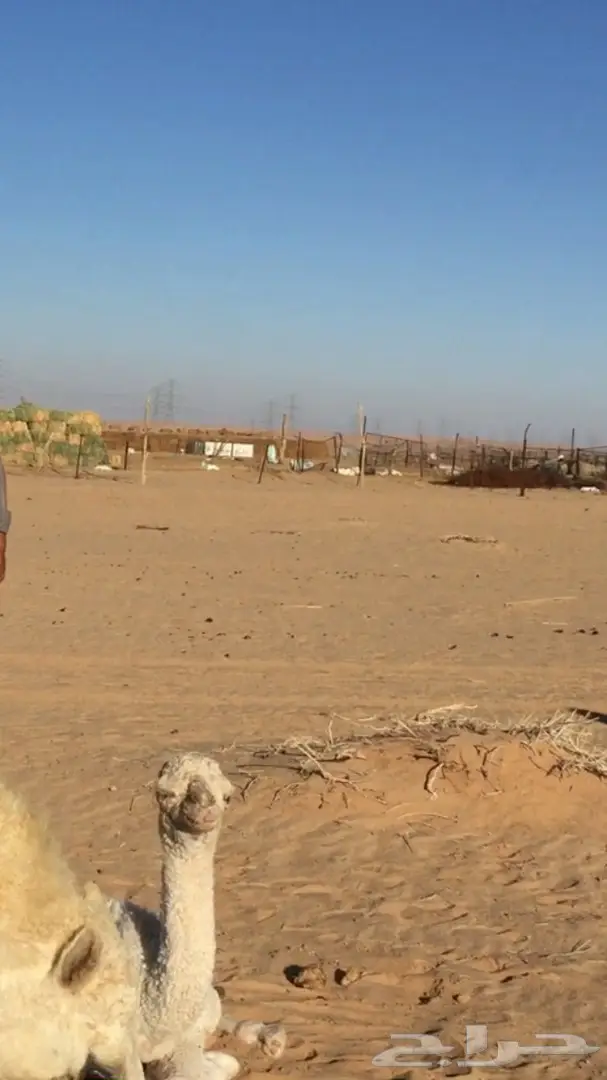 ابل خلفات للبيع اباكير (image 1)