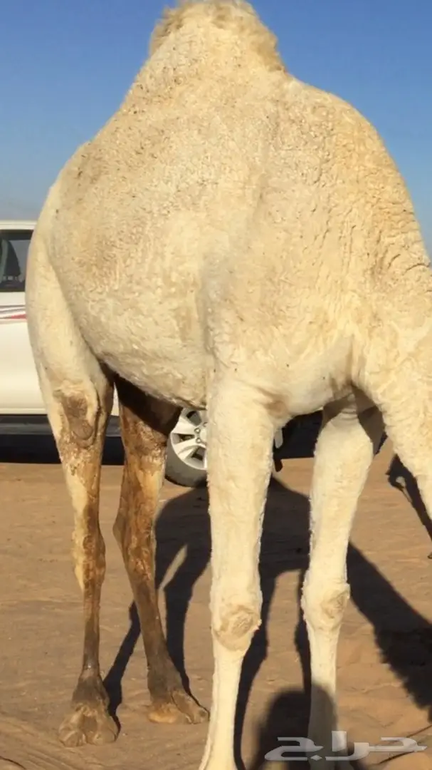 ابل خلفات للبيع اباكير (image 2)