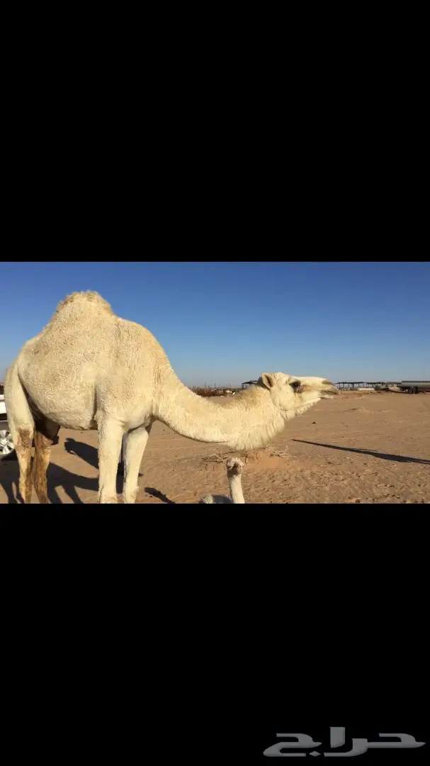 ابل خلفات للبيع اباكير (image 3)