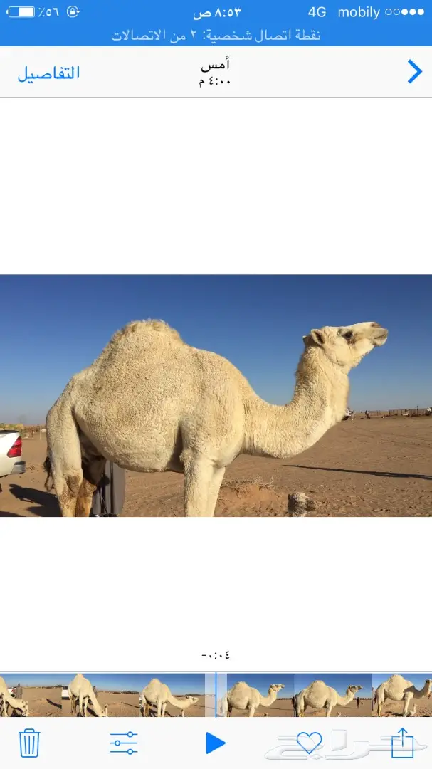 ابل خلفات للبيع اباكير (image 4)