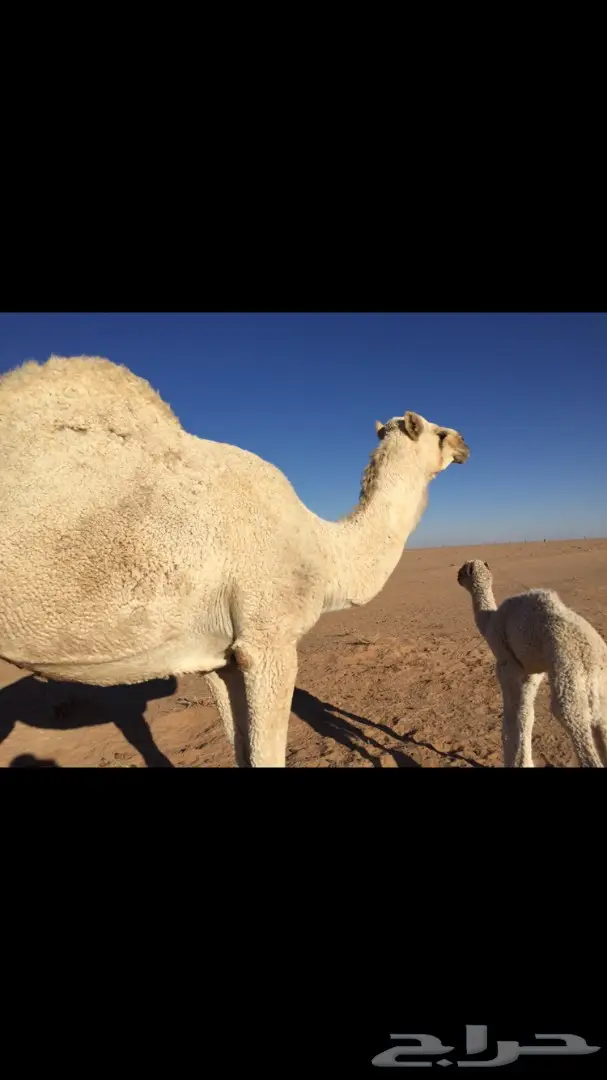 ابل خلفات للبيع اباكير (image 6)