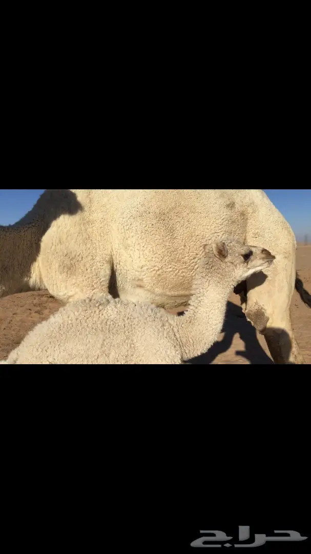 ابل خلفات للبيع اباكير (image 7)