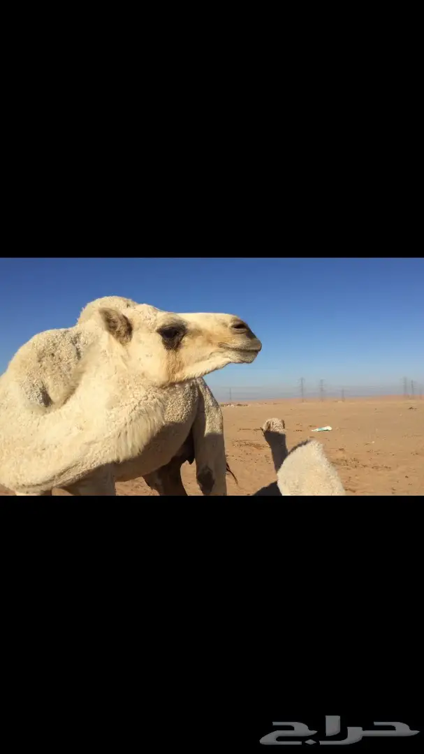 ابل خلفات للبيع اباكير (image 8)