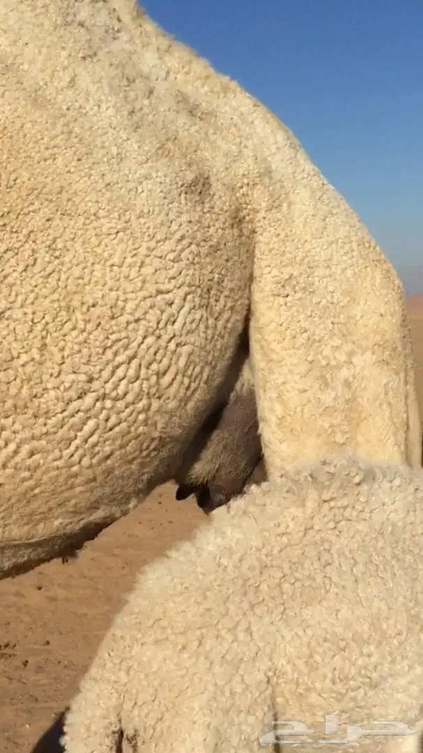 ابل خلفات للبيع اباكير (image 9)