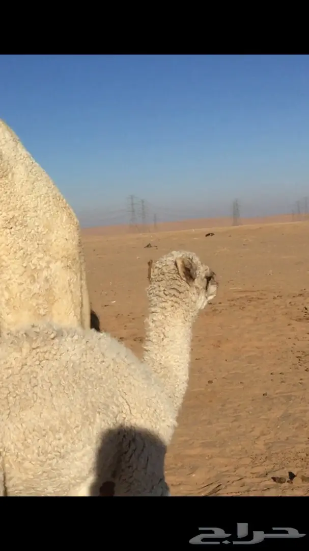 ابل خلفات للبيع اباكير (image 10)