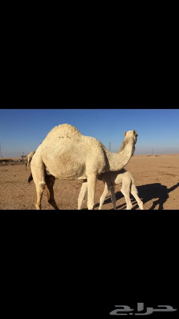 ابل خلفات للبيع اباكير (image 11)