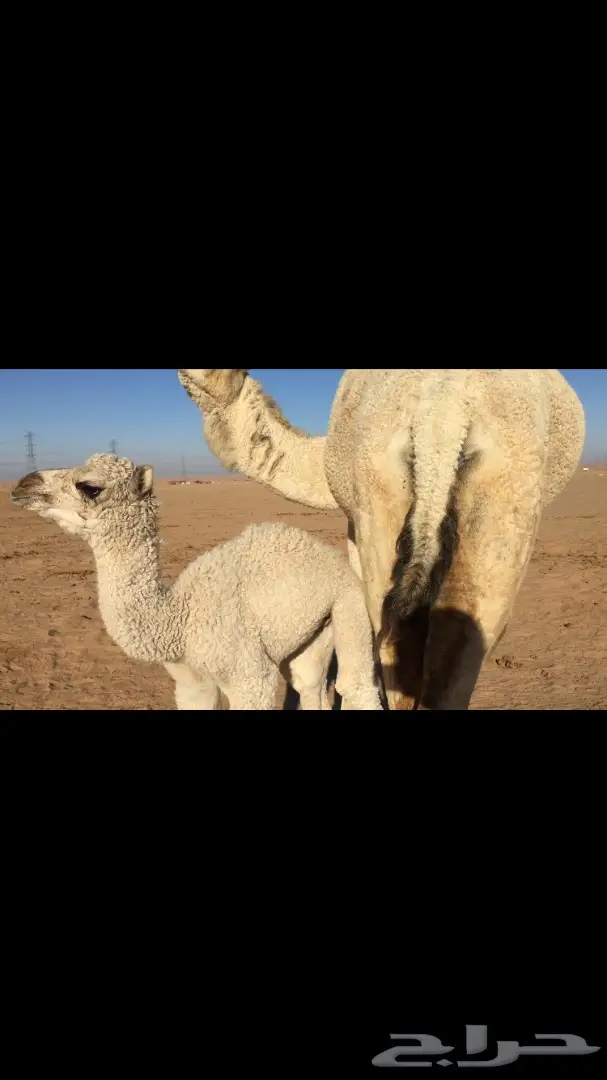 ابل خلفات للبيع اباكير (image 12)