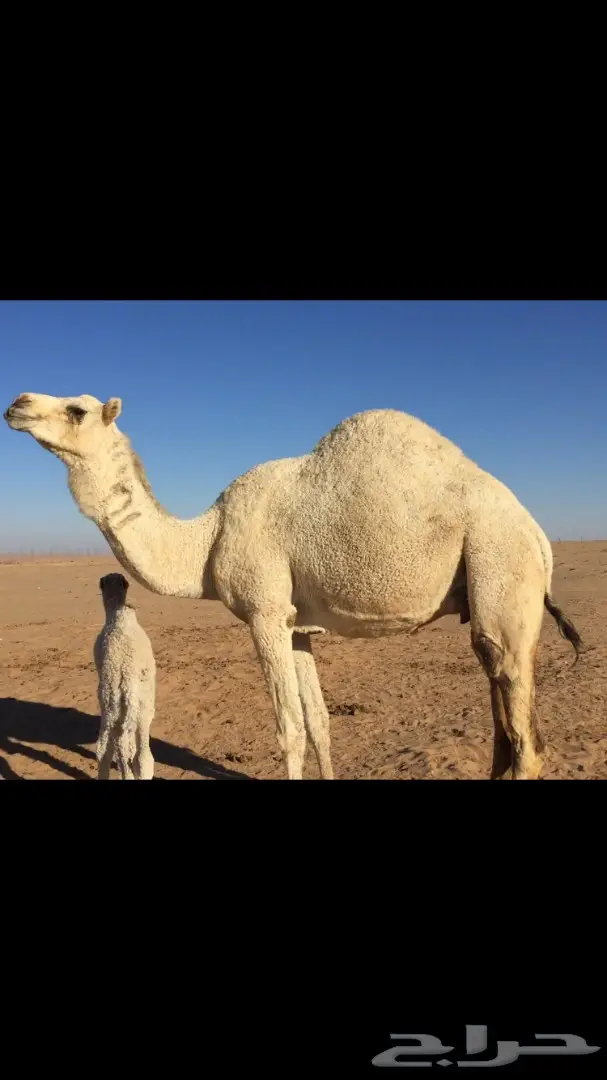 ابل خلفات للبيع اباكير (image 13)