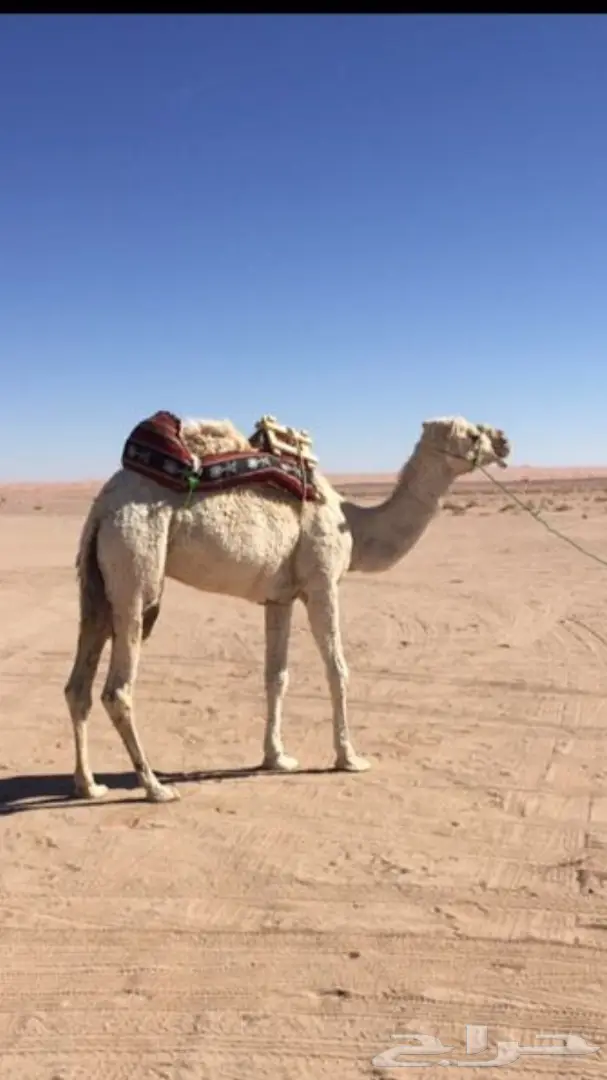 للبيع رحول وضحا طوع 