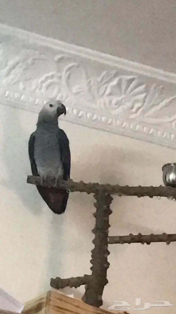 للبيع كاسكو افريقي 