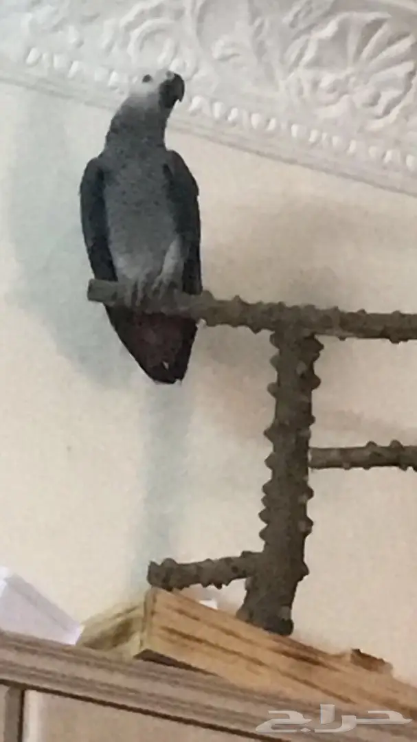 للبيع كاسكو افريقي  (image 1)