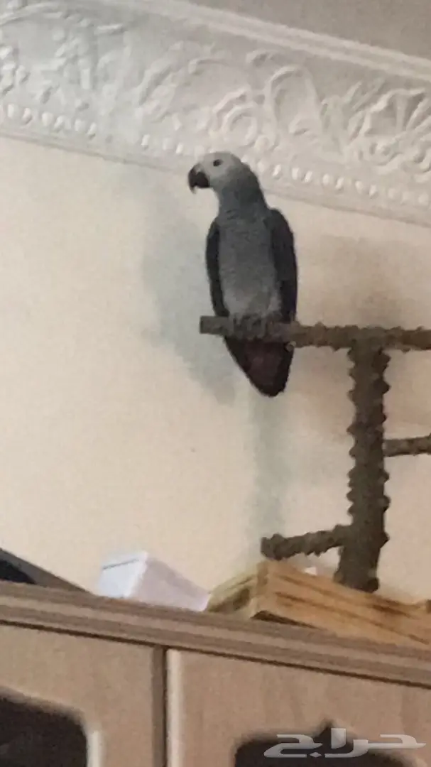 للبيع كاسكو افريقي  (image 2)