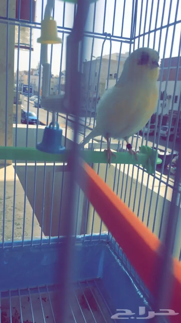 كناري جولستر 2 - مغردان صحيان