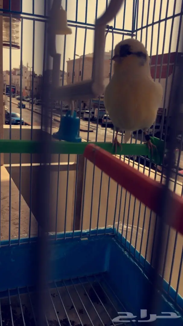 كناري جولستر 2 - مغردان صحيان (image 1)