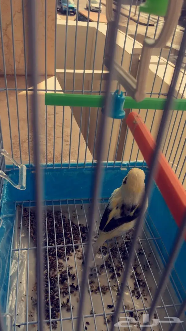 كناري جولستر 2 - مغردان صحيان (image 2)