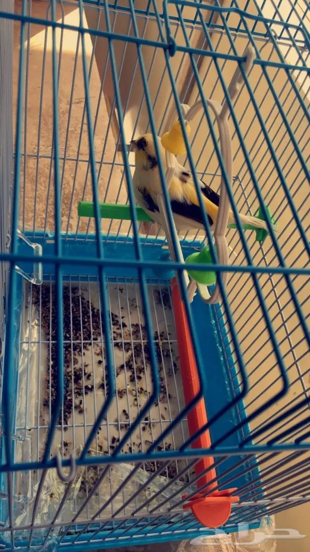 كناري جولستر 2 - مغردان صحيان (image 3)