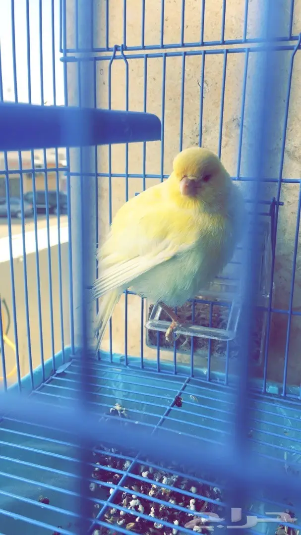 كناري جولستر 2 - مغردان صحيان (image 4)