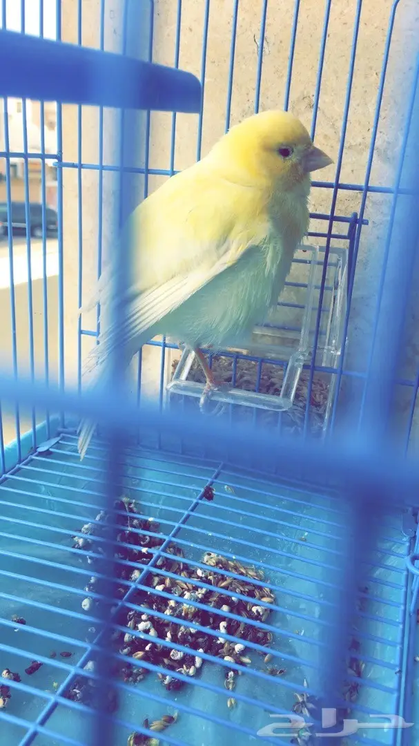 كناري جولستر 2 - مغردان صحيان (image 5)