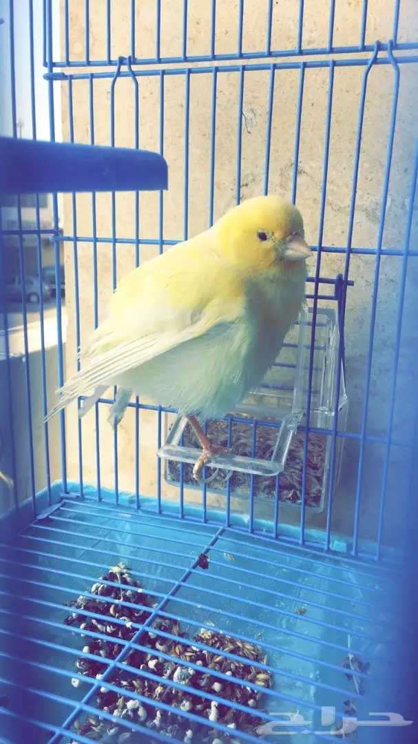 كناري جولستر 2 - مغردان صحيان (image 6)