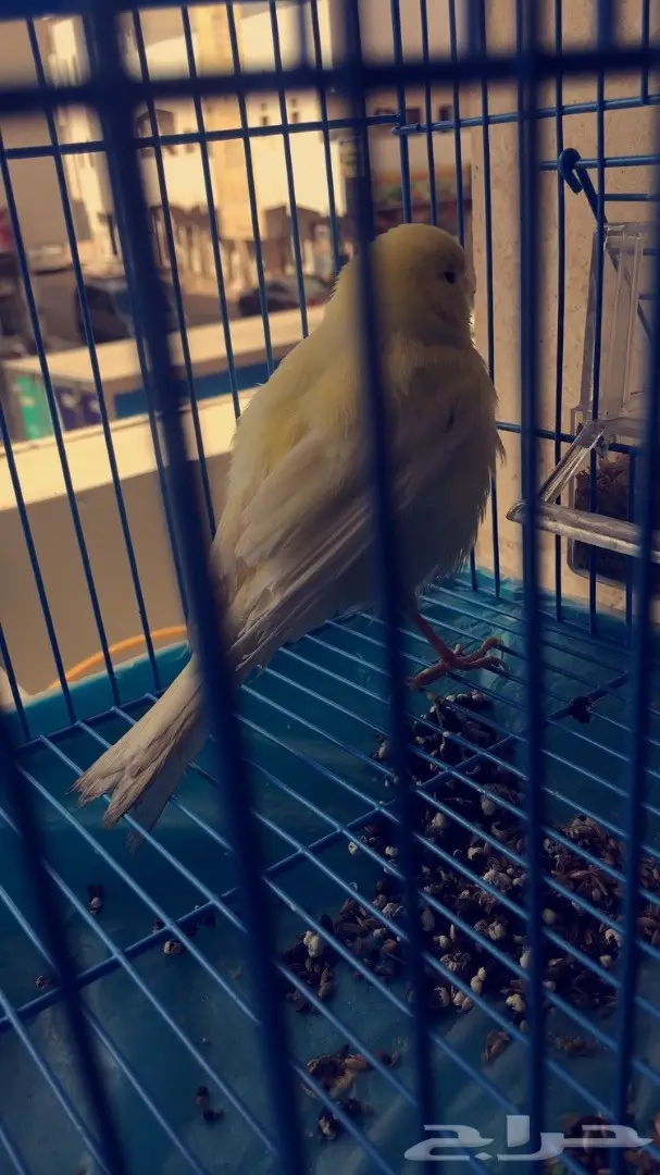 كناري جولستر 2 - مغردان صحيان (image 7)