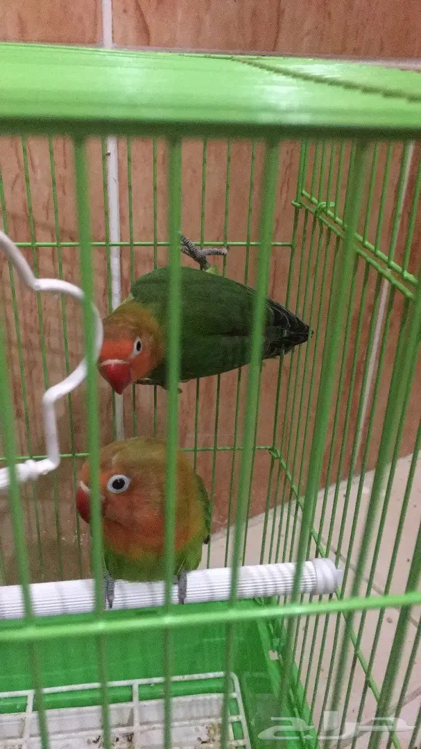 جوز فيشر للبيع