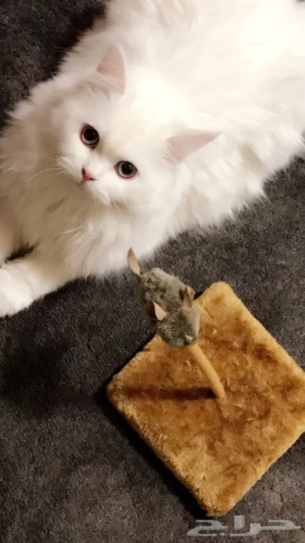 قط شيرازي - فرصة لا تُفوّت!