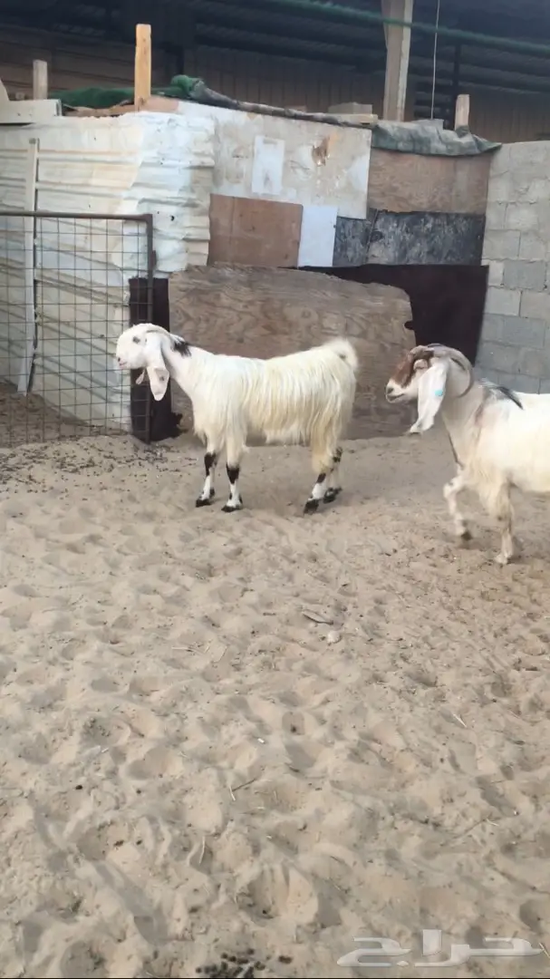 معزا للبيع  (image 2)