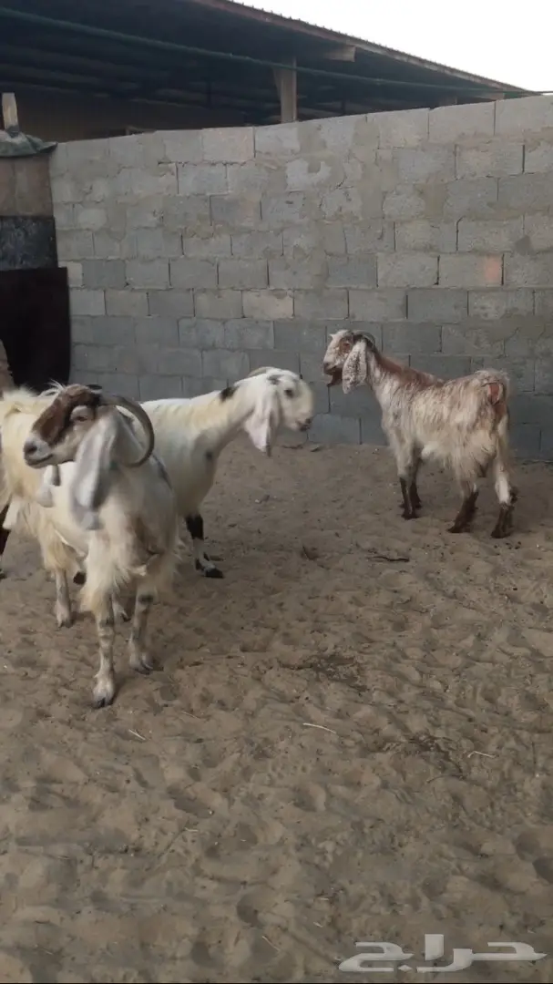 معزا للبيع  (image 3)