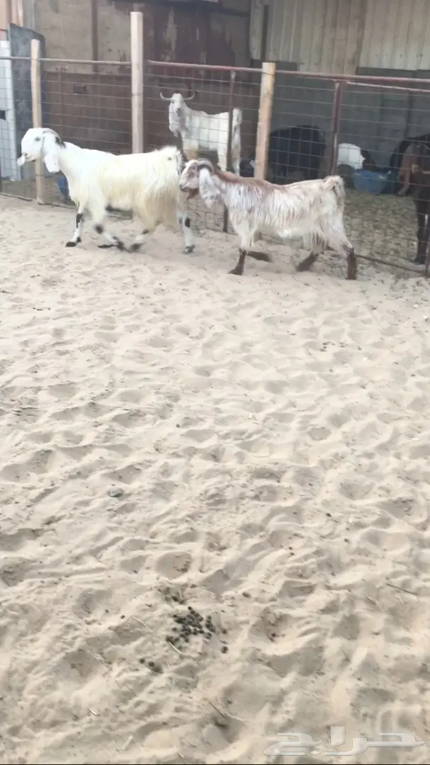 معزا للبيع  (image 5)