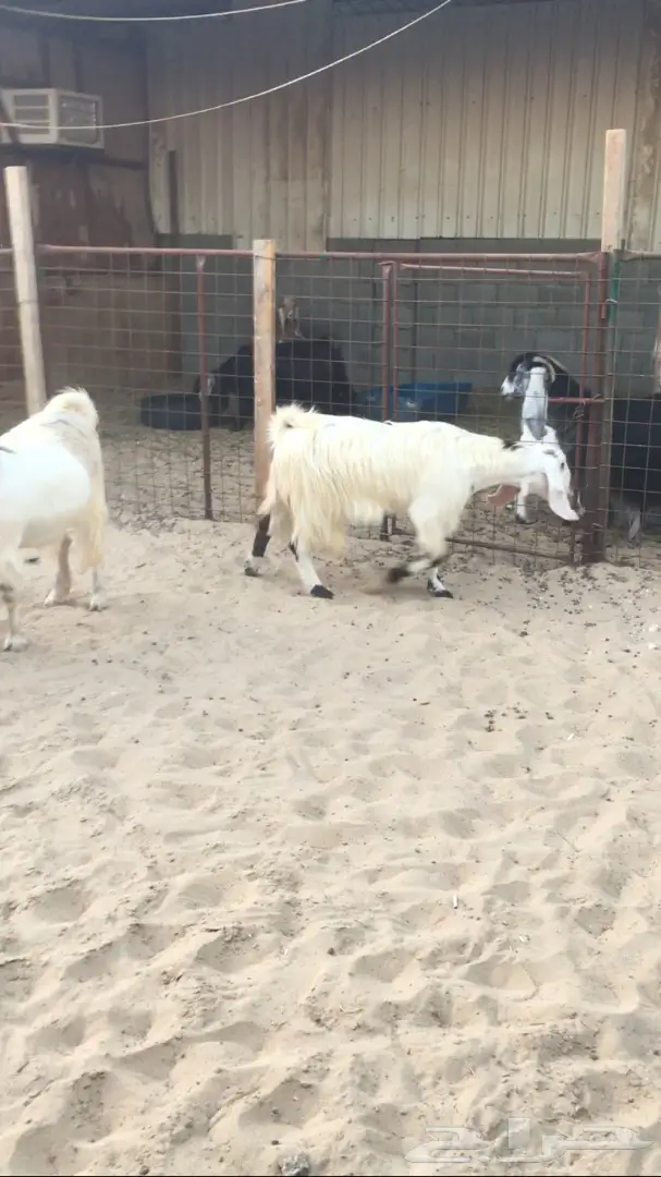 معزا للبيع  (image 6)