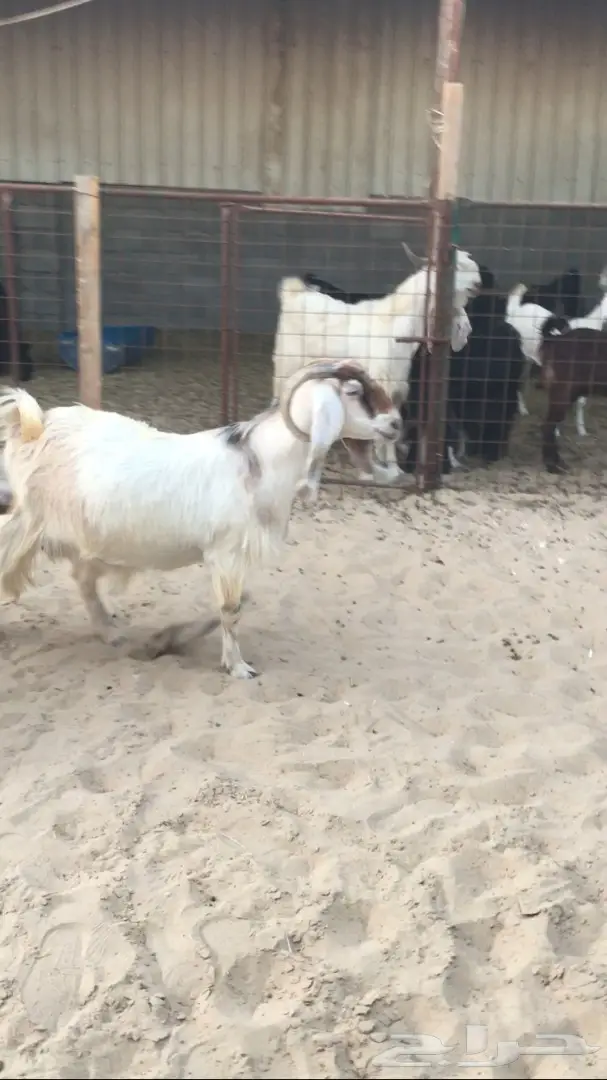 معزا للبيع  (image 7)