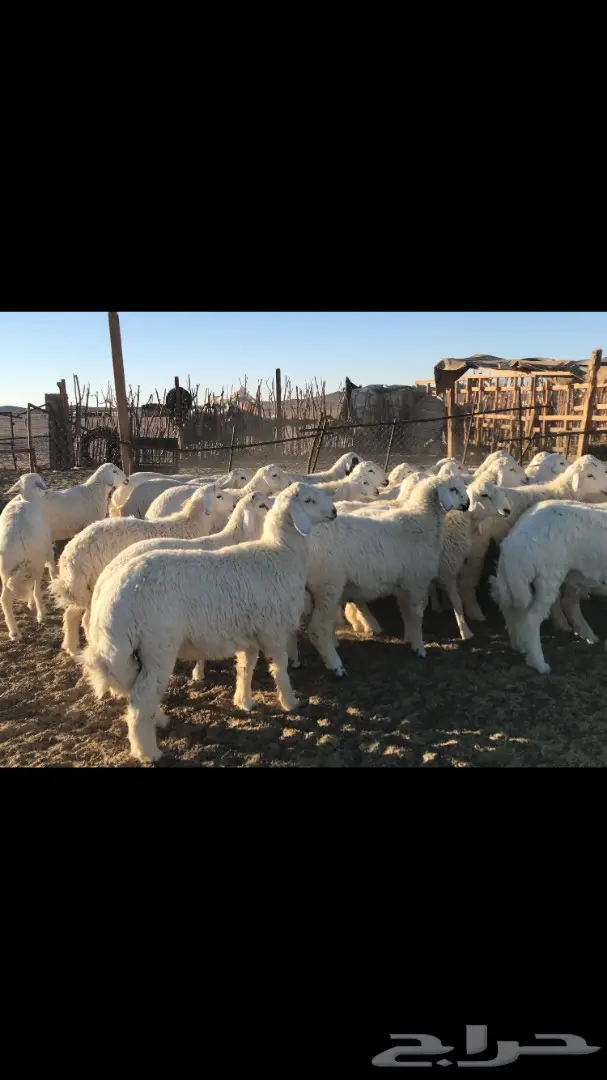 طليان حريات جبره (image 1)