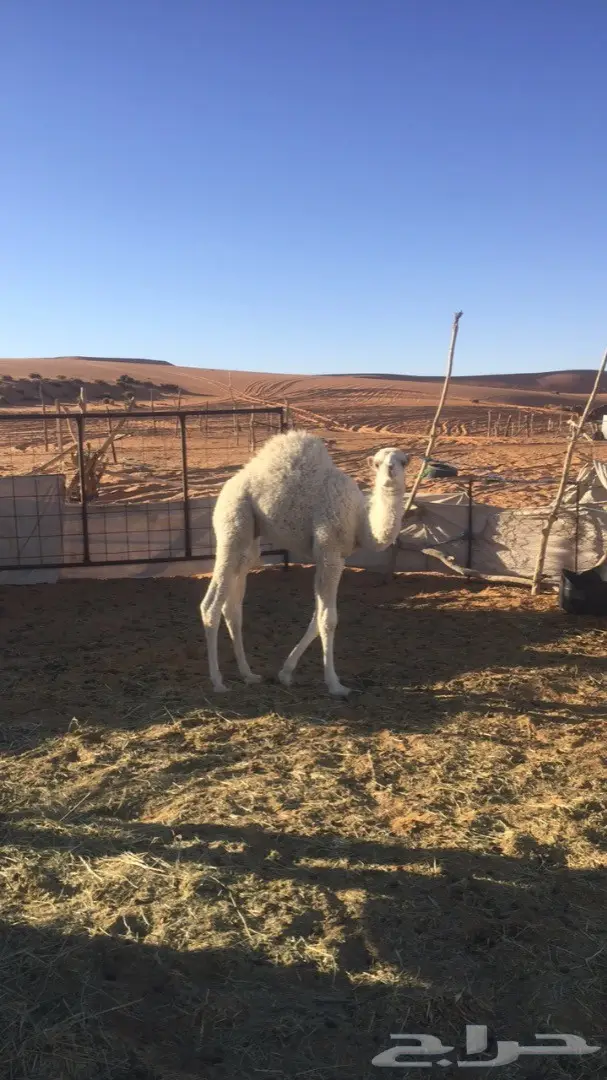 حوار للبيع قعود عمره 3 شهور  (image 3)