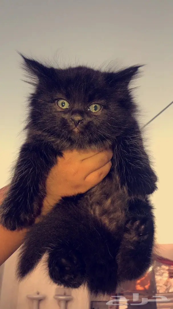 كتنز ذكر للبيع 