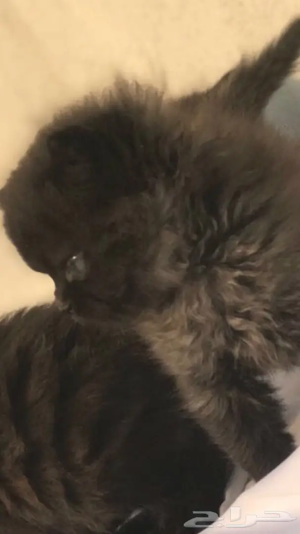 كتنز ذكر للبيع  (image 2)