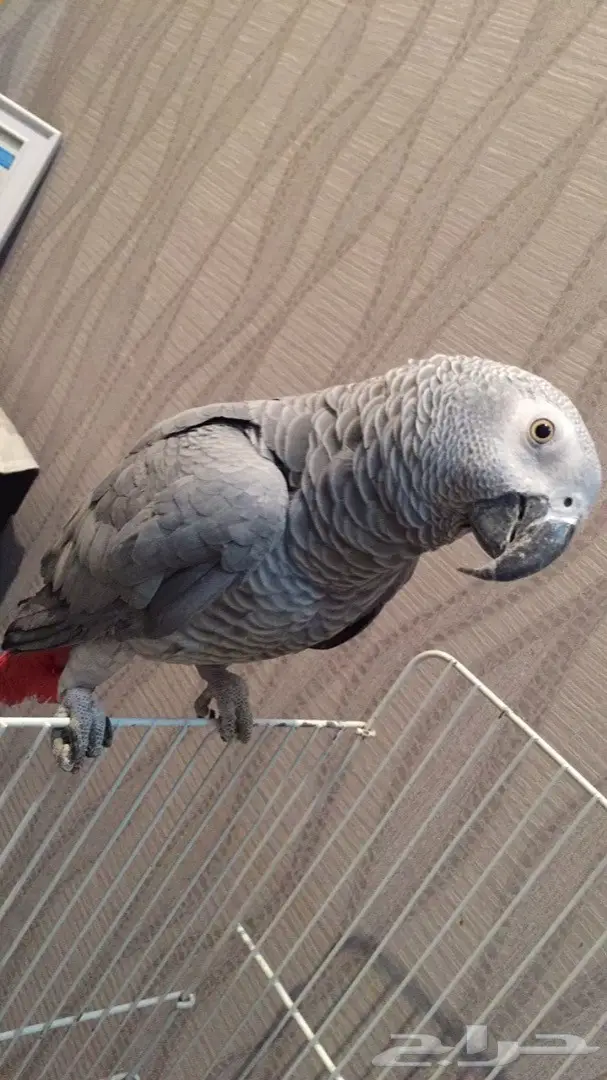 كاسكو شبه اليف عنده كلام 