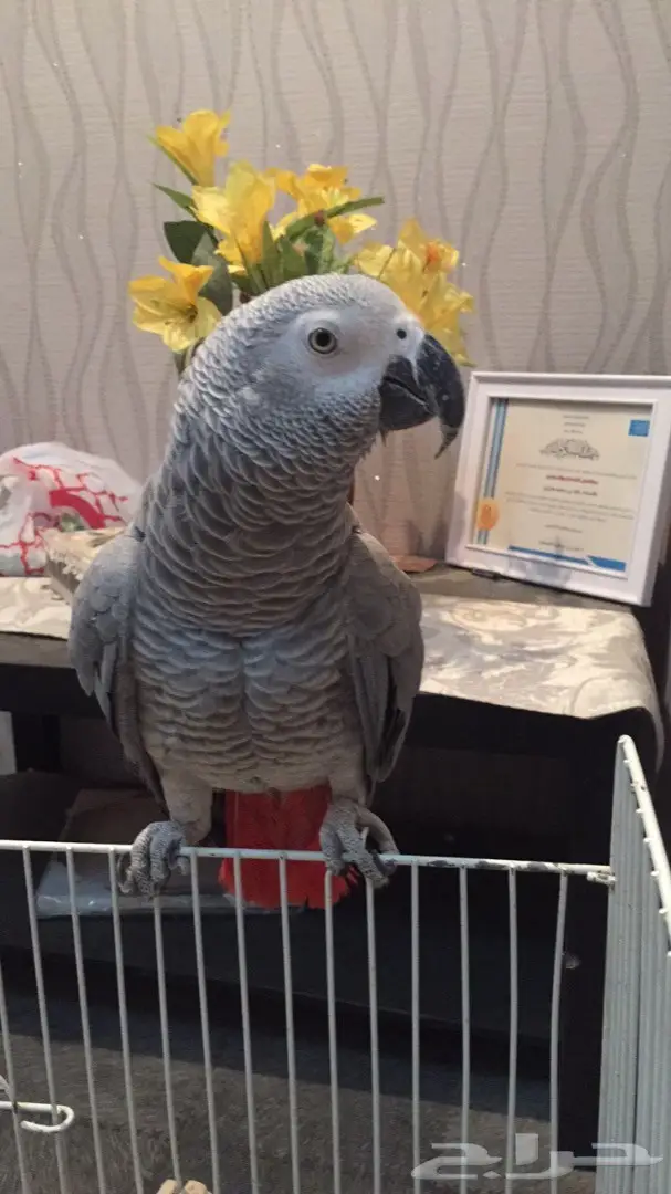 كاسكو شبه اليف عنده كلام  (image 1)