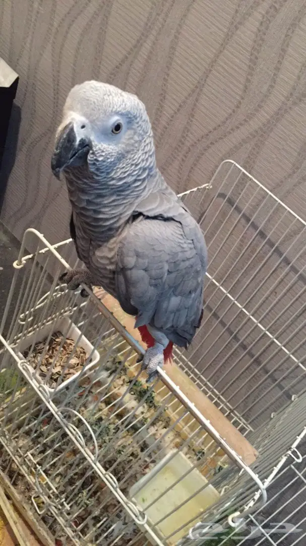 كاسكو شبه اليف عنده كلام  (image 2)