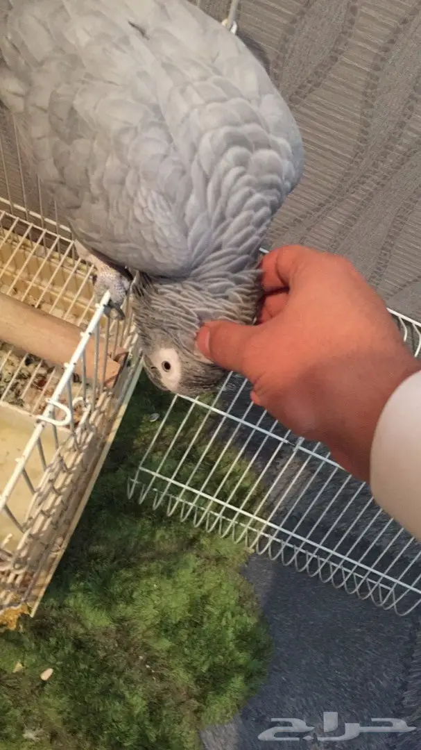 كاسكو شبه اليف عنده كلام  (image 3)