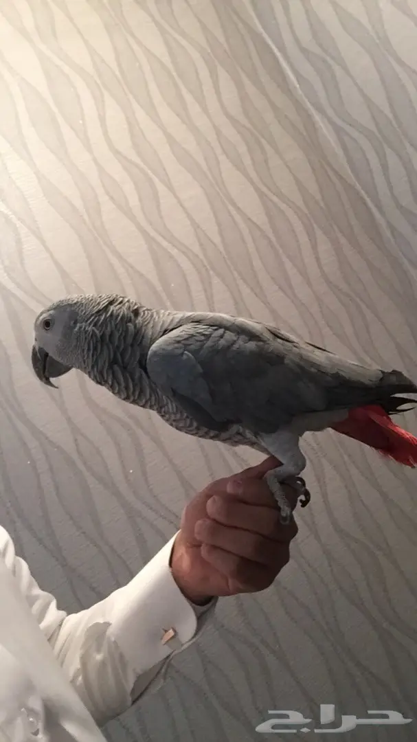 كاسكو شبه اليف عنده كلام  (image 4)