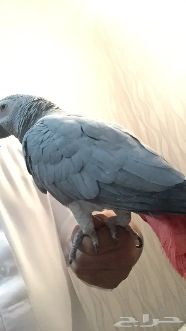 كاسكو شبه اليف عنده كلام  (image 5)