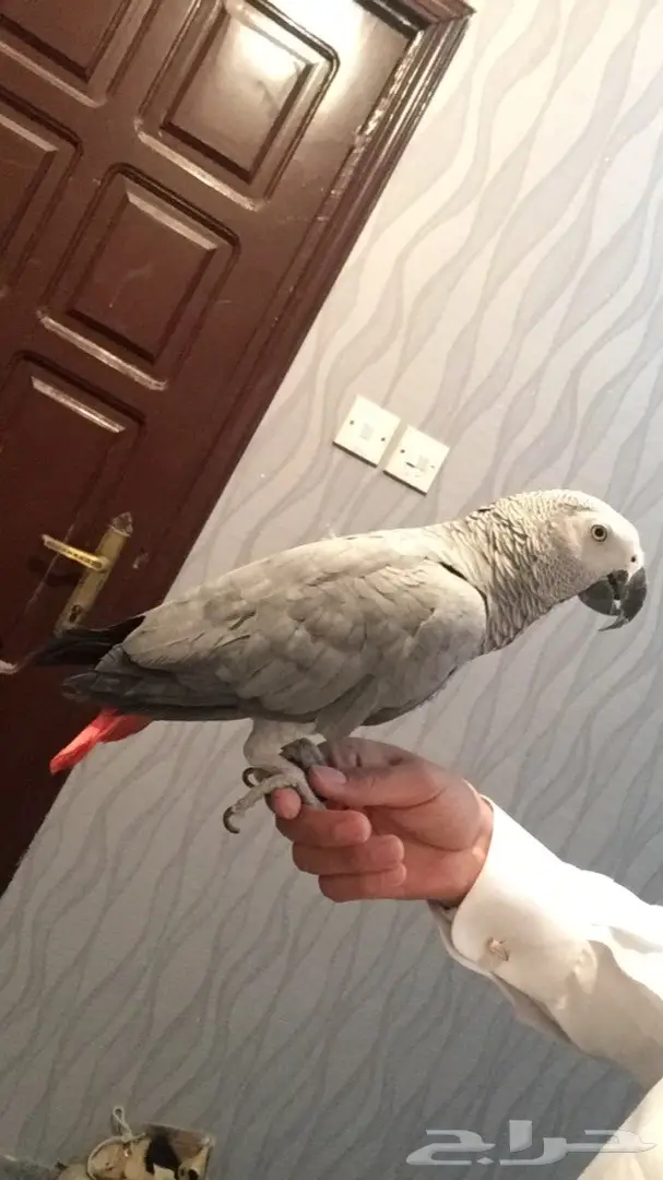 كاسكو شبه اليف عنده كلام  (image 6)