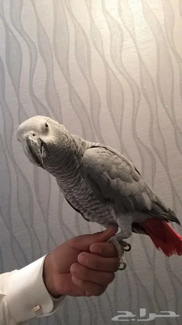 كاسكو شبه اليف عنده كلام  (image 7)