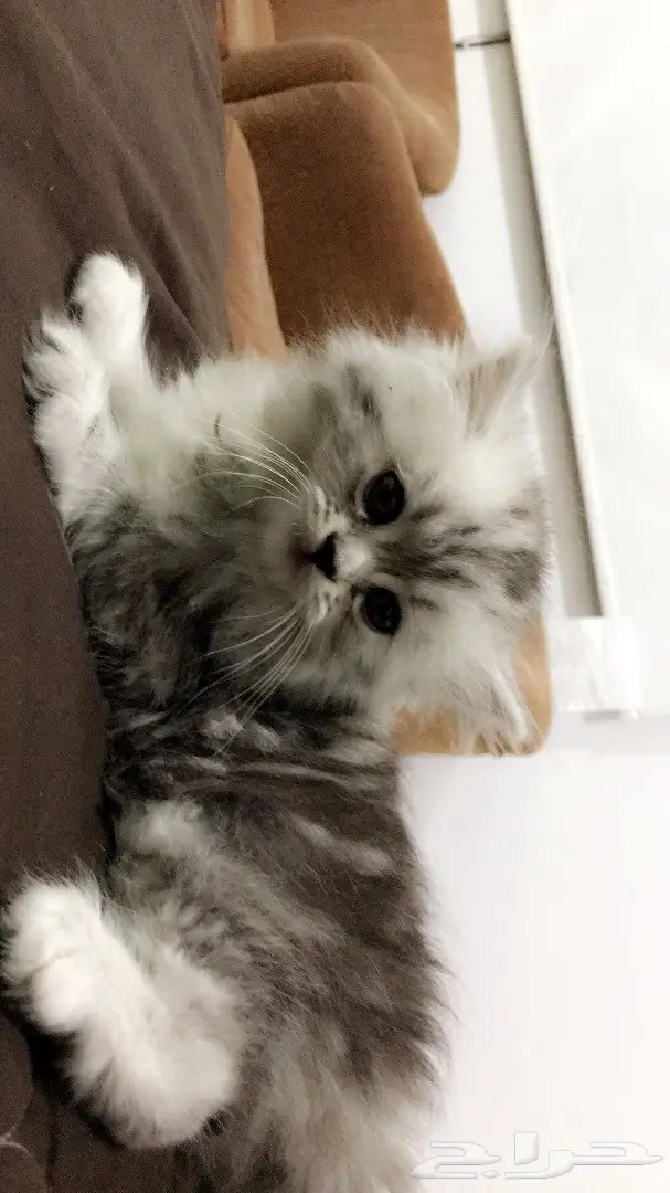 كيتن جميله عمرها 40 يوم بسعر مغري