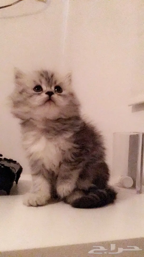 كيتن جميله عمرها 40 يوم بسعر مغري (image 1)