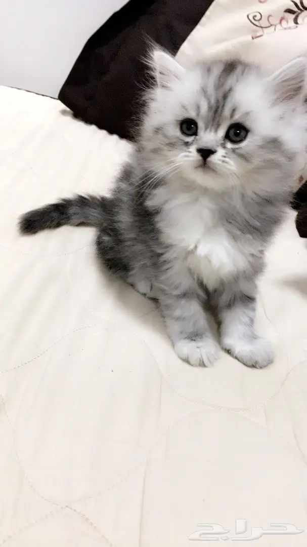 كيتن جميله عمرها 40 يوم بسعر مغري (image 2)