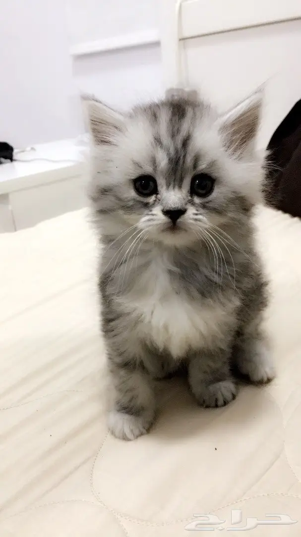 كيتن جميله عمرها 40 يوم بسعر مغري (image 3)