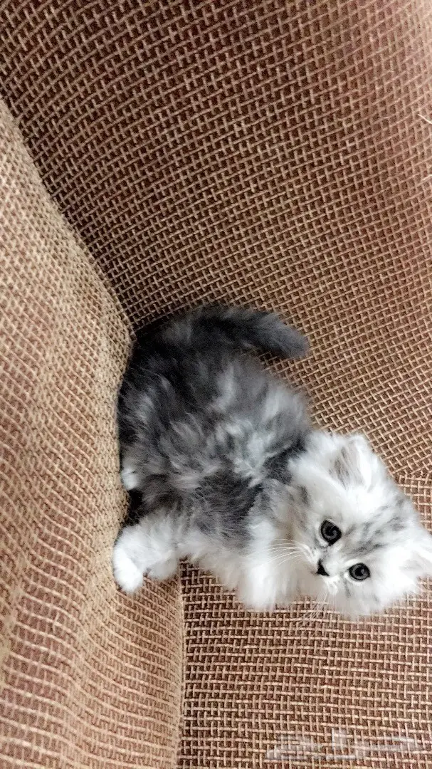 كيتن جميله عمرها 40 يوم بسعر مغري (image 4)