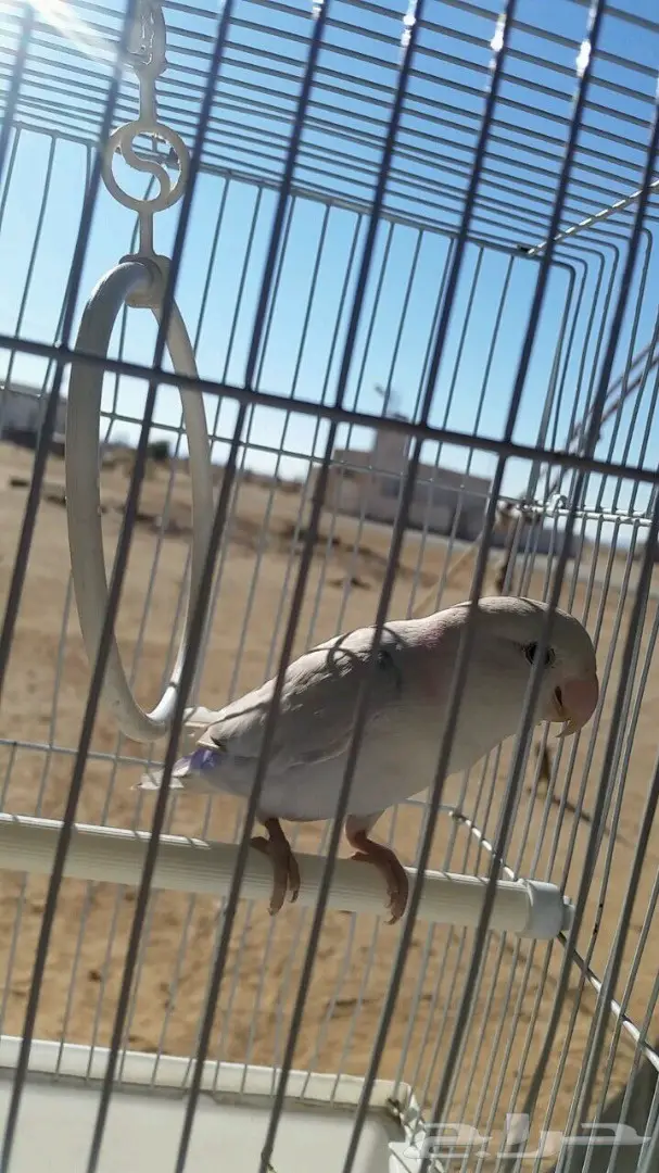 روز انثى اليف 